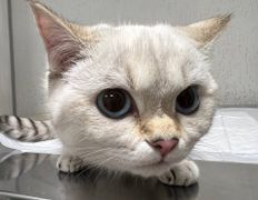 Ветклиника Айдавет, Наши пациенты - фото 17