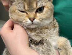 Ветклиника Айдавет, Наши пациенты - фото 2