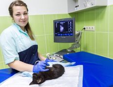 null Ветеринарный центр доктора Базылевского А.А. Филиал «Могилев», Галерея - фото 11