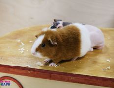 Торгово-развлекательный центр Титан, Всемирный день фотографа в ZOOпарке - фото 5