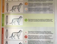 Ветеринарный центр  На Казимировке, Галерея - фото 10