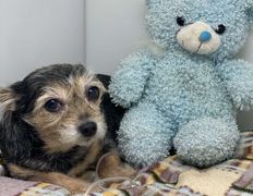 null Ветеринарный центр доктора Базылевского А.А. Филиал «Могилев», Галерея - фото 20