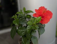 Салон цветов Фурор, Комнатные растения - фото 15