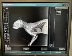 Ветеринарная клиника Центр здоровья животных, Галерея - фото 1