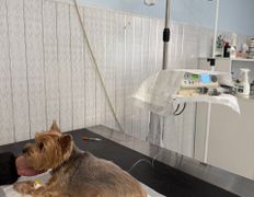 Ветеринарная клиника Питомец, Галерея - фото 6