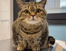 Ветеринарная клиника АйбиВЕТ, Галерея - фото 4