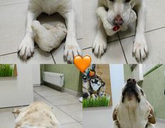 Ветклиника Хвостатый нянь, Галерея - фото 10