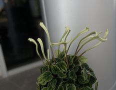 Салон цветов Фурор, Комнатные растения - фото 12