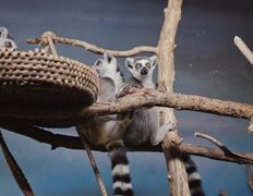 Парк семейного отдыха/зоопарк Парк животных, Галерея - фото 14