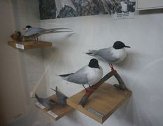 null Музей природы и экологии, Музей - фото 2