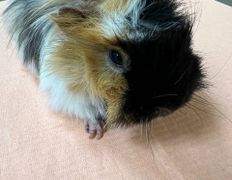 Ветклиника Хвостатый нянь, Галерея - фото 19