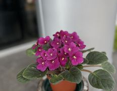 Салон цветов Фурор, Комнатные растения - фото 11