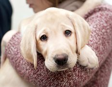 Ветклиника МогВетЛига, МогВетЛига - фото 5