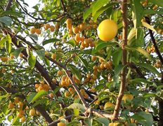 Сауна люкс VIP сауна на Явара и Калины, Беседка лето-зима - фото 7