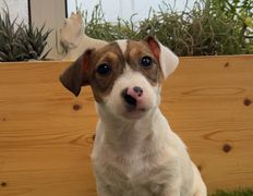 Ветеринарная клиника АйбиВЕТ, Галерея - фото 18