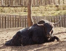 Парк семейного отдыха/зоопарк Парк животных, Галерея - фото 15