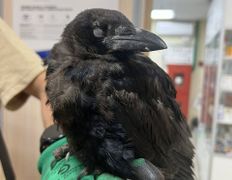 Ветклиника Айдавет, Наши пациенты - фото 5