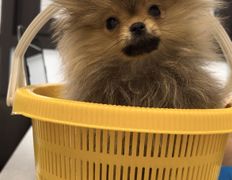 Ветеринарная клиника АйбиВЕТ, Галерея - фото 13