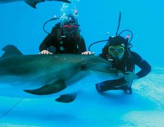 null Минский дельфинарий, Галерея - фото 19
