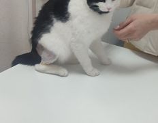 Ветеринарная клиника Минина Плюс, Галерея - фото 5