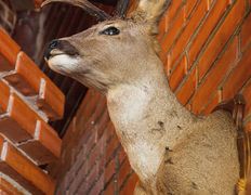 Парк средневековой истории Великое княжество Сула, Королевская Ассамблея - фото 12