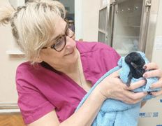 Ветклиника МогВетЛига, МогВетЛига - фото 5