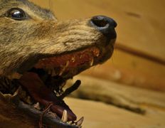 Загородный дом Вераги, Баня - фото 4