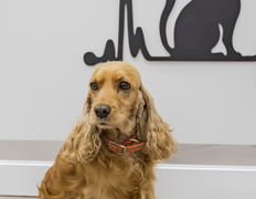 Ветеринарная клиника Питомец, Интерьер - фото 2