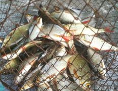 Рыболовно–туристический комплекс Кромань, Водоем, рыбалка - фото 11