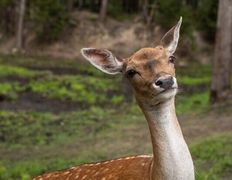 Парк семейного отдыха/зоопарк Парк животных, Галерея - фото 16