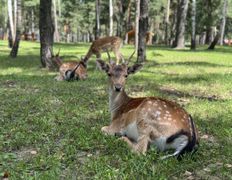 Парк семейного отдыха/зоопарк Парк животных, Галерея - фото 18