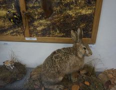 null Музей природы и экологии, Музей - фото 5