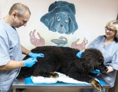 Ветклиника МогВетЛига, Галерея - фото 18