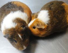 Ветклиника Айдавет, Наши пациенты - фото 16