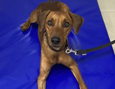 null Ветеринарный центр доктора Базылевского А.А. Филиал «Минск 24/7», Галерея - фото 15