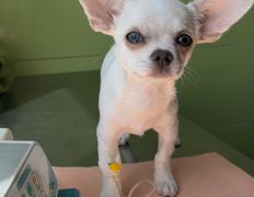 Ветеринарная клиника АйбиВЕТ, Галерея - фото 13