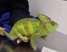 null Ветеринарный центр доктора Базылевского А.А. Филиал «Минск 24/7», Галерея - фото 3