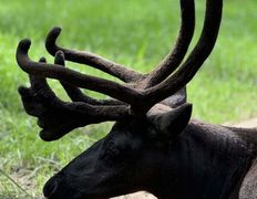 Парк семейного отдыха/зоопарк Парк животных, Галерея - фото 17