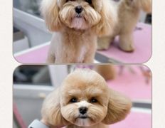 Студия груминга Dog and Cat (Дог энд Кэт), Примеры работ - фото 7