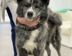 null Ветеринарный центр доктора Базылевского А.А. Филиал «Минск 24/7», Галерея - фото 9