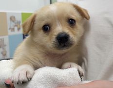 Ветеринарная клиника АйбиВЕТ, Галерея - фото 17