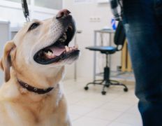 null Ветеринарный центр доктора Базылевского А.А. Филиал «Могилев», Галерея - фото 12