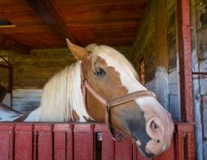 Парк средневековой истории Великое княжество Сула, Развлечения - фото 6