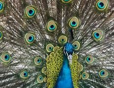 Ресторан Рыньковка, Зооуголок - фото 3