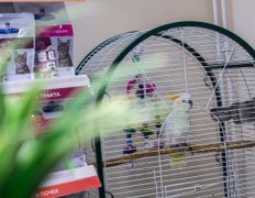 Ветеринарный центр КакадуВет, Галерея - фото 15