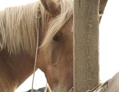 Центр верховой езды Двор Старинки, Прокат - фото 6