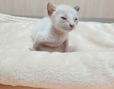 Ветклиника Айдавет, Наши пациенты - фото 8