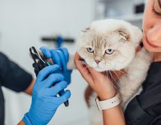 Ветеринарная клиника Дарис Вет, Галерея - фото 15