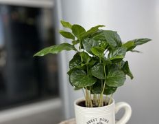 Салон цветов Фурор, Комнатные растения - фото 13