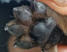 Ветклиника МогВетЛига, МогВетЛига - фото 8